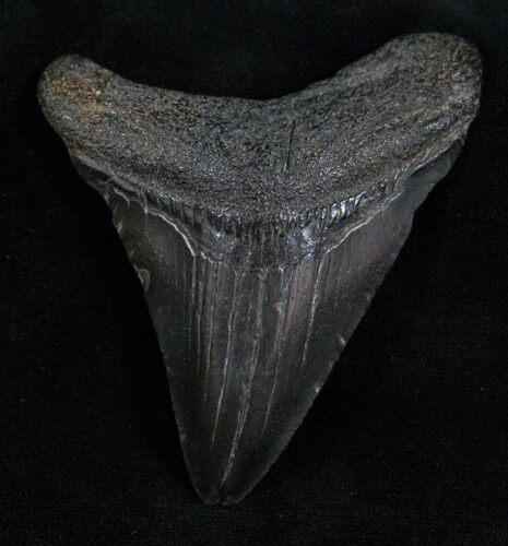 Fossil Megalodon Tooth - South Carolina #13689